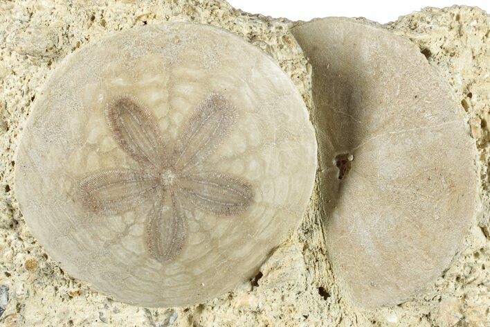 Two Fossil Sand Dollars - France #282925